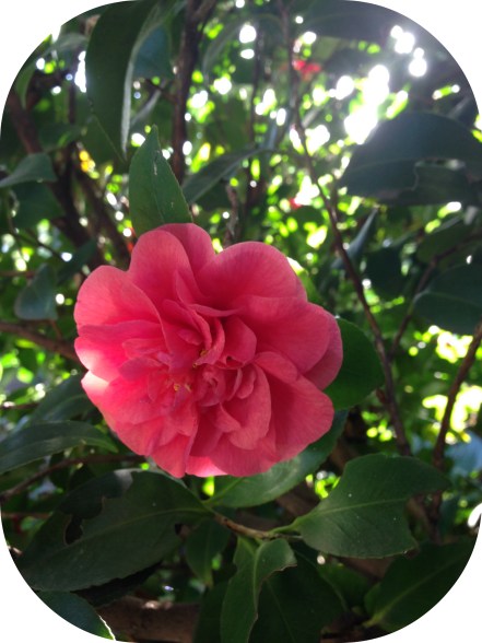 spring_camelia